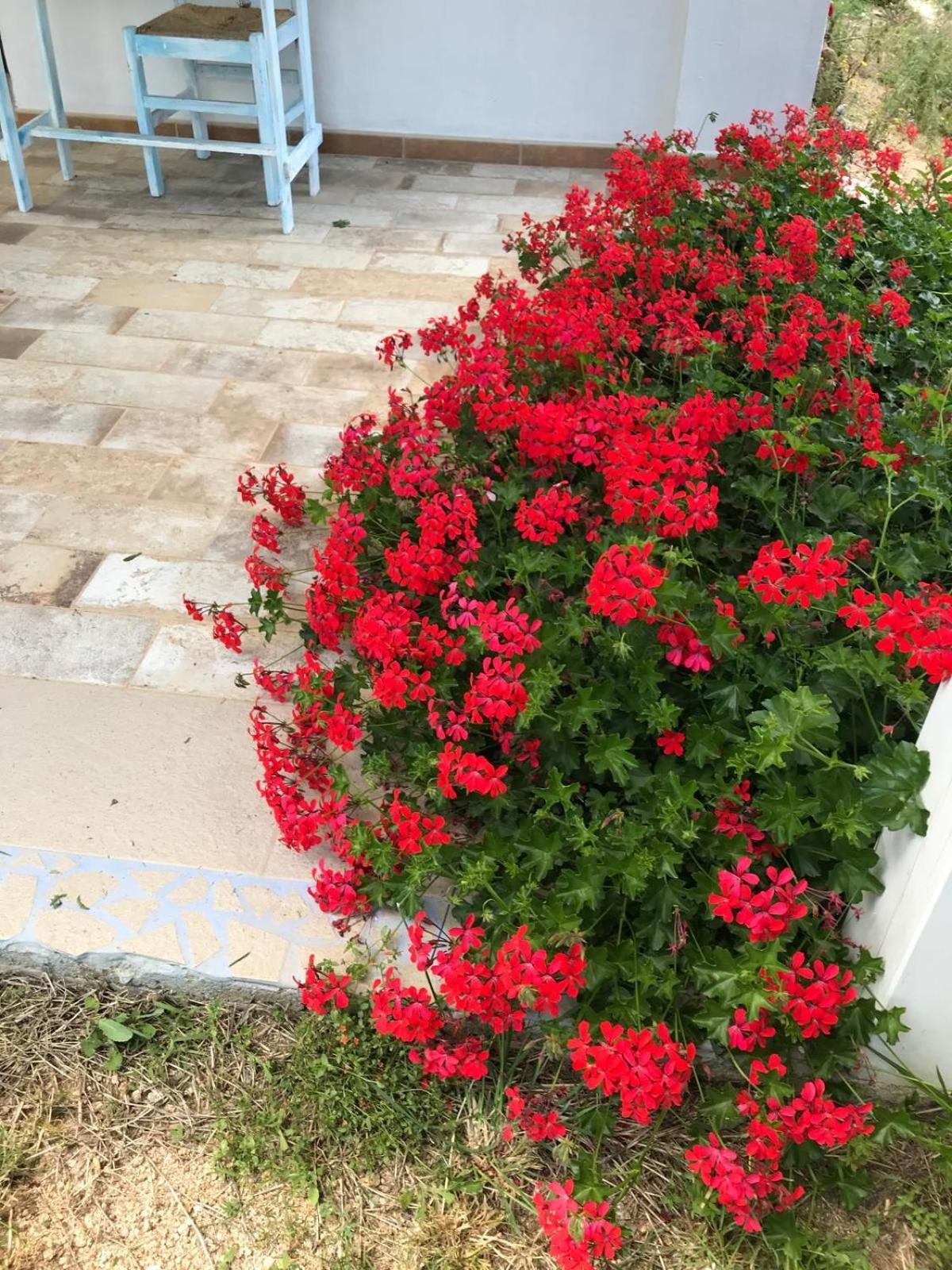 La Fragola In Campagna 6 K M Da San Pantaleo Hotel ภายนอก รูปภาพ